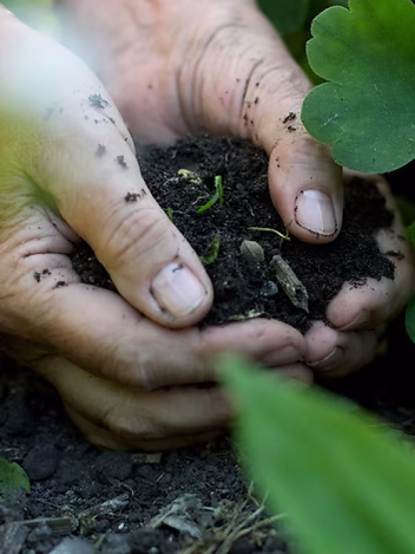 Hands in the Soil