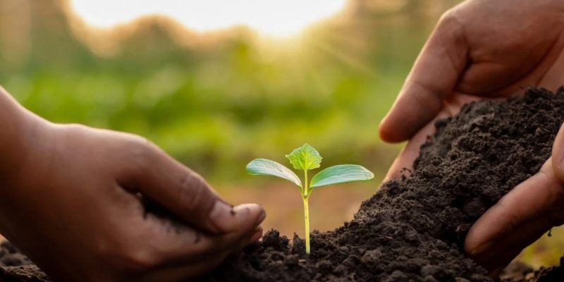 Reforestation