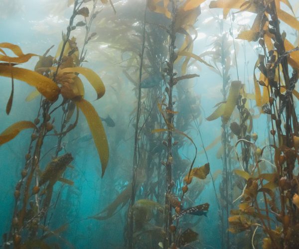 kelp farm
